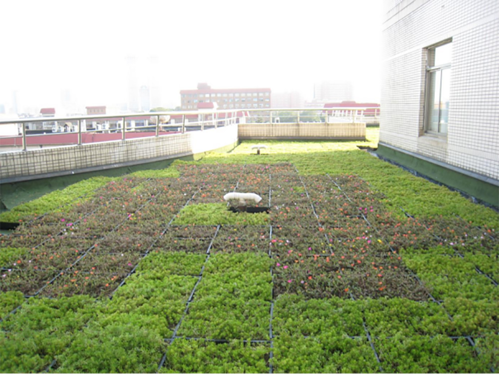 海旺学校屋顶绿化项目工程